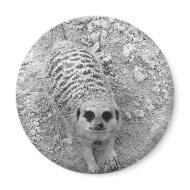 Meerkat looking up from ground photograph pic magnet