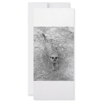 Meerkat looking up from ground photograph pic rack card design