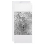 Meerkat looking up from ground photograph pic rack card design