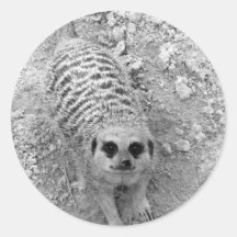 Meerkat looking up from ground photograph pic round stickers