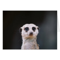 Meerkat Lookout Greeting Cards