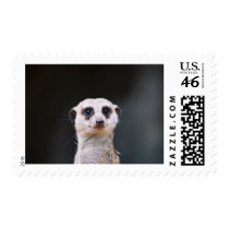 Meerkat Lookout Stamps