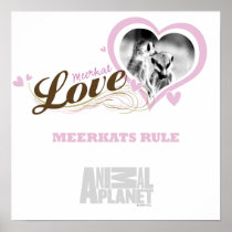 Meerkat Love Poster