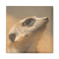 Meerkat magnets