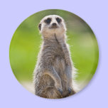 Meerkat Magnet magnets