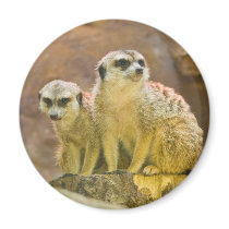 meerkat magnets