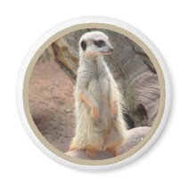 meerkat magnet