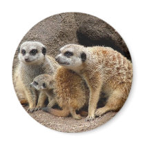 meerkat magnet by debbiebald meerkat magnet