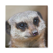 Meerkat magnets