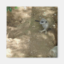 Meerkat Magnet