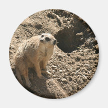 Meerkat Magnet