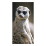 Meerkat (meer011) Photo Card