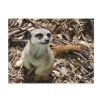 Meerkat More Please postcards