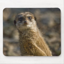 Meerkat Mouse Pads