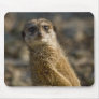 Meerkat Mouse Pads