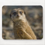 Meerkat Mouse Pads