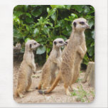 meerkat mousepad2