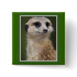 Meerkat on the look out pin