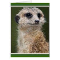 Meerkat on the look out greeting cards