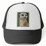 Meerkat on the look out hats