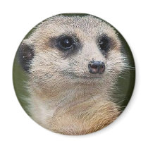 Meerkat on the look out magnets