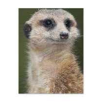 Meerkat on the look out post card