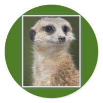 Meerkat on the look out sticker