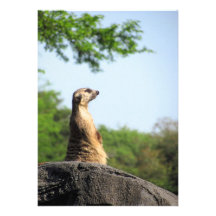 Meerkat on the Lookout Announcement