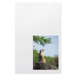 Meerkat on the Lookout Custom Stationery