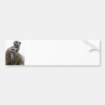 Meerkat Pair Bumper Sticker