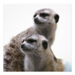 Meerkat Pair Invitation