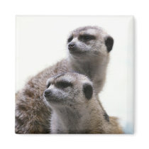 Meerkat Pair Square Magnet