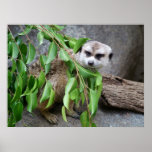 Meerkat Peek-a-Boo Poster