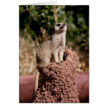 Meerkat Photo Card