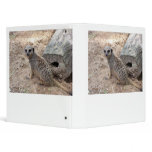 Meerkat photograph against log and sand binders