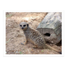 Meerkat photograph against log and sand post cards