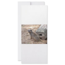 Meerkat photograph against log and sand custom rack cards