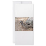 Meerkat photograph against log and sand custom rack cards