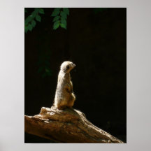meerkat - photography print