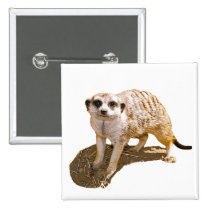 Meerkat Picture buttons