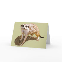 Meerkat Picture Greeting Card