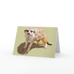 Meerkat Picture cards