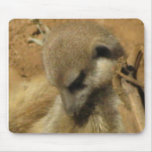 Meerkat picture mouse mats