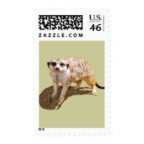 Meerkat Picture US Stamp