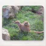 Meerkat playing mousepads