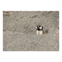 Meerkat popping out photograph invite