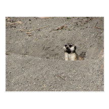 Meerkat popping out photograph post cards
