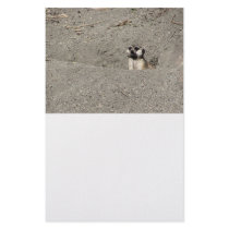 Meerkat popping out photograph stationery