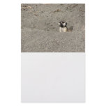 Meerkat popping out photograph stationery