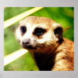Meerkat Portrait Poster